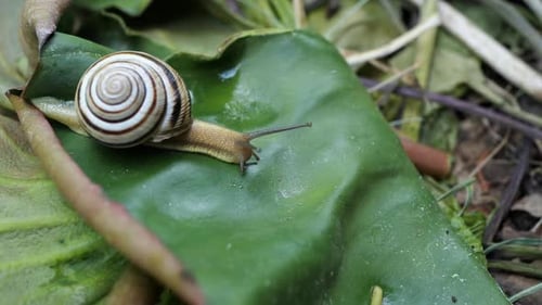 A beautiful snail slowly crawls on a green leaf after it rains.