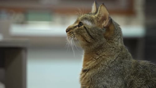 Slow Motion Closeup of Beautiful Domestic Cat