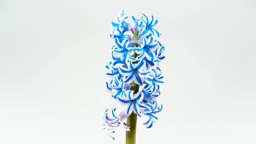 Blue White Hyacinth Spinning Video On a White Background. Rotating Flower. Beautiful Scented Spring