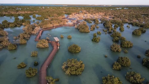 Unique Ecosystem in Abu Dhabi Mangroves Along the Coastline