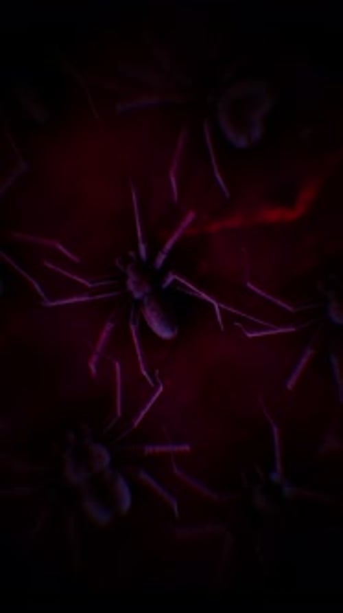 Spiders Creepy Crawl Distorted 07