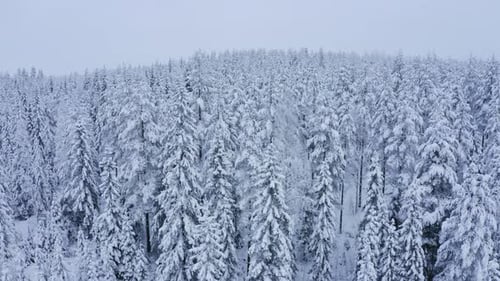 Snow covered forest with light snowfall. Aerial drone shot, slowly ascending, forwarding and tilting