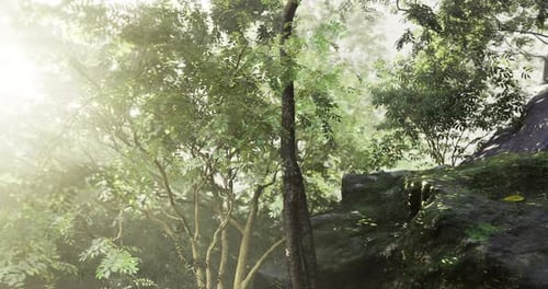 Sunlight Filters Through Lush Trees in a Serene Forest Setting