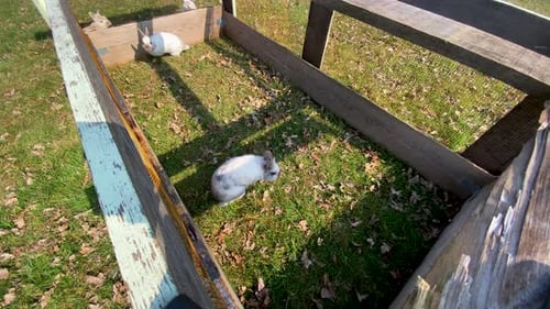 hight angle view of group white little cute rabbit in outdoor wooden fence cage