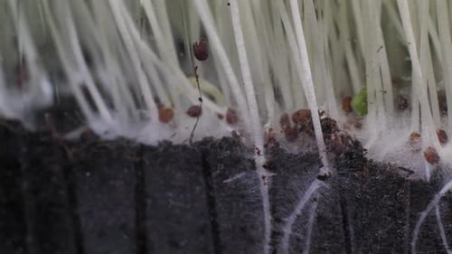 Germination de graines pour la nutrition. Semis : micro-légumes verts