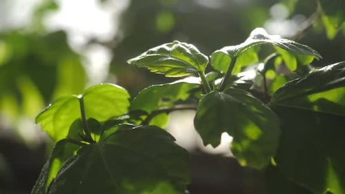 Gentle Rain Nourishing Lush Green Leaves in Sunlight