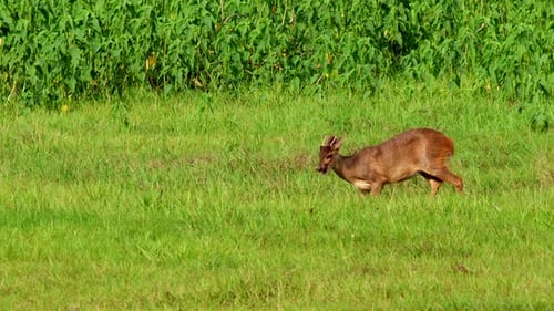 Grey Brocket Deer Rainforest marsh foraging n grass plants in Bolivia Barba Azul