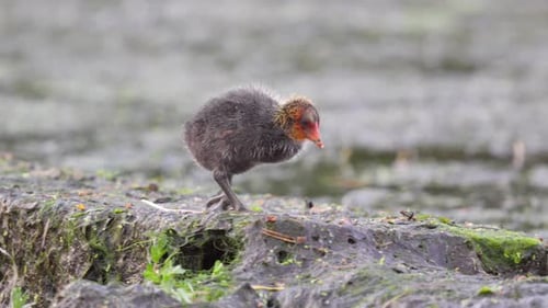 Cute baby coot bird with very large feet walks along the shore of a lake