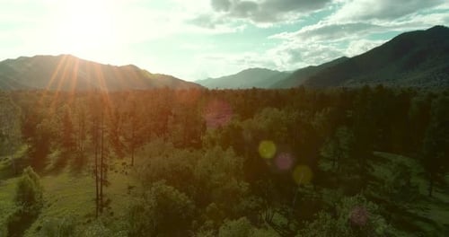 Aerial View Low Flight Above Evergreen Pine Tree Landscape with Endless Mountain Forest at Sunny