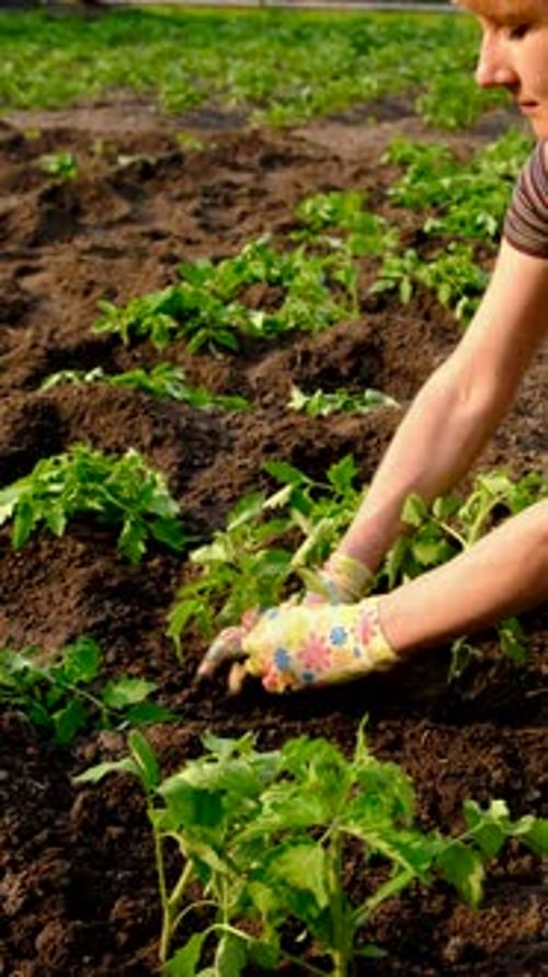 Planting Tomatoes in the Garden Selective Focus