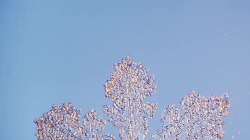 Seltsam geformte Wasserkristalle, Schneeflocken unter dem Mikroskop, doppelfarbiger Lichtfilter