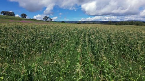 Un champ avec une zone verte et boisée, un champ d'agriculture et de culture de maïs, une scène rurale