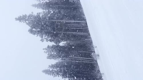 Falling Snow Between Pine Trees During Heavy Snowfall in Winter Dense Forest on Cold Evening