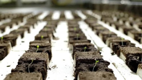 Close Up of Microgreen Growing Farming Concept Production of Vegetables in Hothouse Sprouts Growing