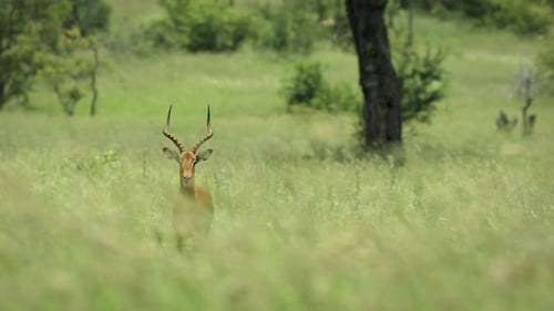 Stunning portrait view of adult male impala standing alone in African safari tall green grass bush l