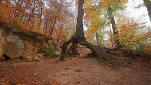 Autumn Forest With Colorful Trees and Fallen Leaves
