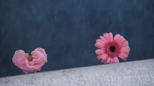 towo pink flowers floating on water, slow motion top view closeup