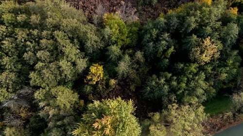 Aerial Perspective of a Thick Woodland with Rich Green Foliage