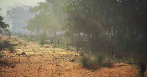Misty Landscape with a Dirt Path and Trees in an Australian Bush Setting