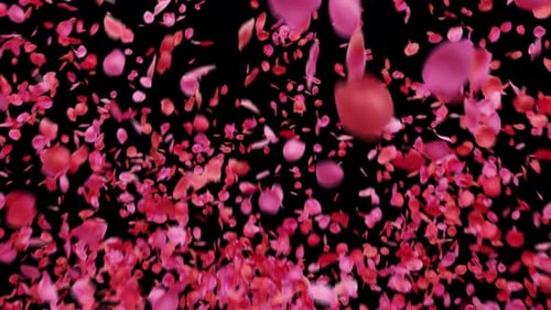 Falling Rose Petals Explosion Overlay