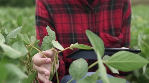 A woman farmer inspects soybean fruits with a digital tablet in an agricultural field.