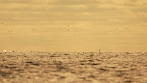 Abstract Sea Ocean Sunset Nature Background with Seagulls and Fishing Boat Trawler Catches Fish