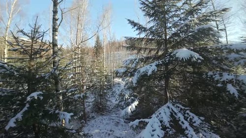 Aerial Over Forest in Winter