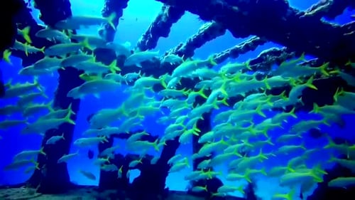 École de poissons nageant parmi l'épave d'un navire coulé dans la mer des Caraïbes d'Isla Mujeres Mex