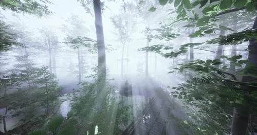 Serene Forest Landscape with Lush Foliage During a Misty Morning