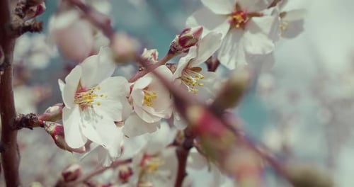 Garden bloom with white and pink flowers on tree in springtime. Cherry buds in slow motion. World Wi