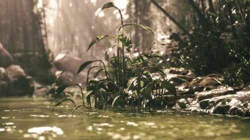 Lush Green Plants Beside Tranquil Water in a Serene Forest Setting