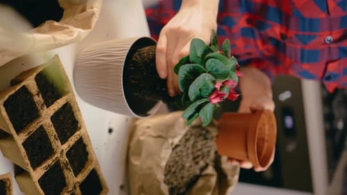 Adult Hands Repotting Small Potted Flower