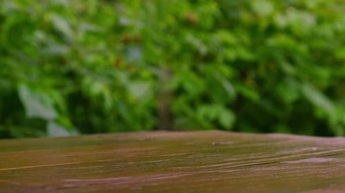 Mock Up Abstract Natural Background of Wooden Table and Green Garden Leaves Forest on Backdrop Rain