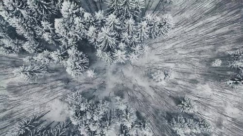 Aerial View of Forest in Winter