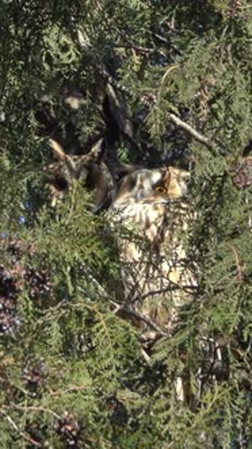 Two Owls Perched Camouflaged in a Tree