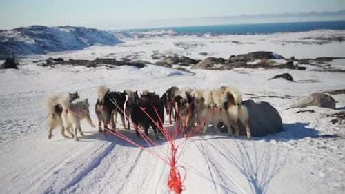 Back View Of Huskies Pulling Sled On Snowy Terrain With Sea On Horizon