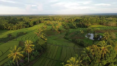 Beautiful morning view indonesia Panorama Landscape paddy fields with beauty color and sky natural
