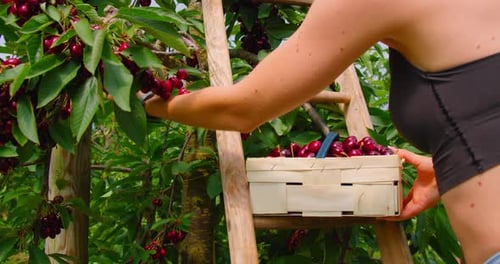 Picking sweet cherries in the orchard. Close up of fresh and ripe fruits picking from a branch, real
