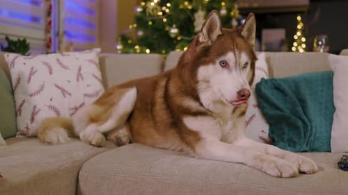 Close Up Husky Dog with Blue Eyes on Background Christmas Decorations on Couch at Home Portrait Pet