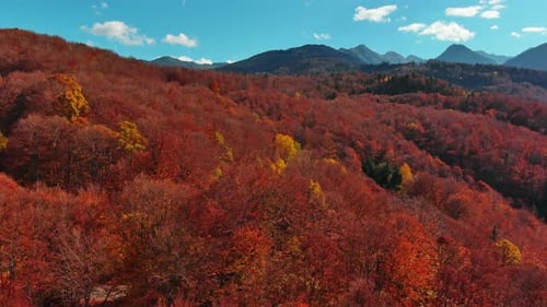 Autumn Forest in Carpathian Mountains