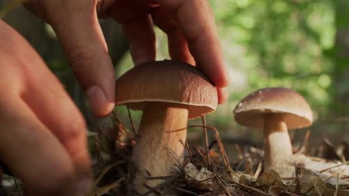 Ripe porcini mushrooms (boletus or cep) in the autumn forest.