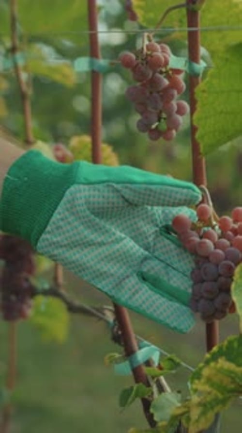 Die Vorbereitung der Weinlese, das Beschneiden und Stützen der Rebstöcke ist für die Produktion unerlässlich