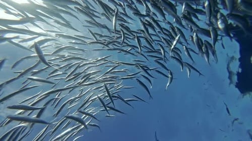 Underwater view of shoal sardine fish in sea
