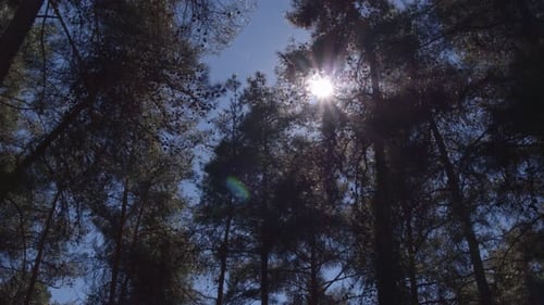 Moving shot as sun-rays shine through the treetops in a forest