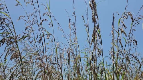 Beautiful spring tall grass swaying by blowing wind outdoors. Golden reed grass, sedge grass, dry re