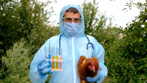 Veterinarian Holding a Chicken Selective Focus