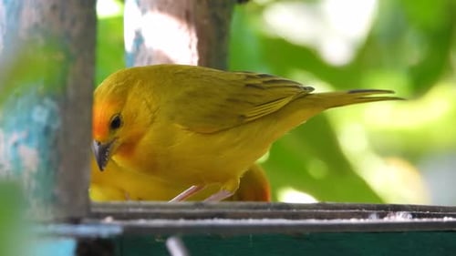 Bright yellow Saffron Finch perched on feeder, vibrant and close in tropical setting, daylight