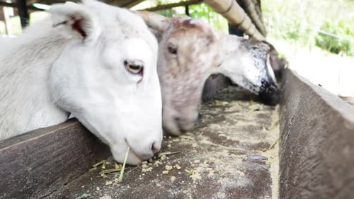 Close Up Goats Eating from Food Trough