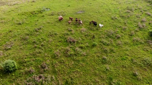Wild Horses Running In A Field
