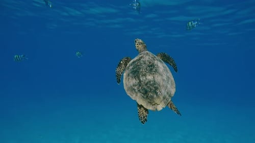 Meeresschildkröte schwimmt in einer Wassersäule nach oben und nähert sich der Oberfläche bei hellen Sonnenstrahlen